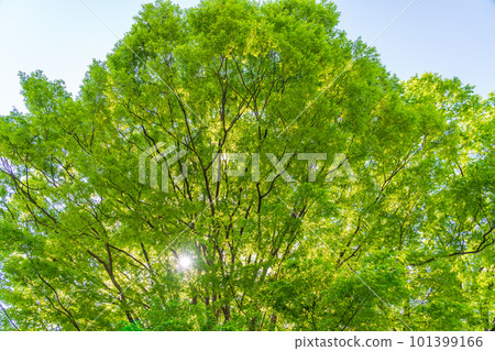 Fresh green trees in April Refreshing eco image 101399166