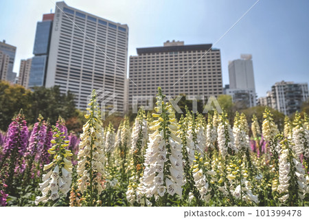 March 10 2023 a Foxglove flowers, Fresh blooming at spring 101399478