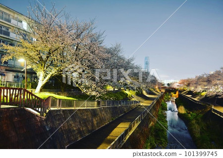 Shakujii River Illuminated Cherry Blossoms Minami Tanaka Bridge 101399745