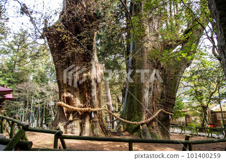 高知縣特殊天然紀念物兩棵大雪松 高知縣特殊天然紀念物兩棵大雪松 101400259
