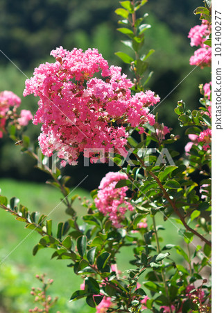 紫薇（酥脆的漿果） 101400277