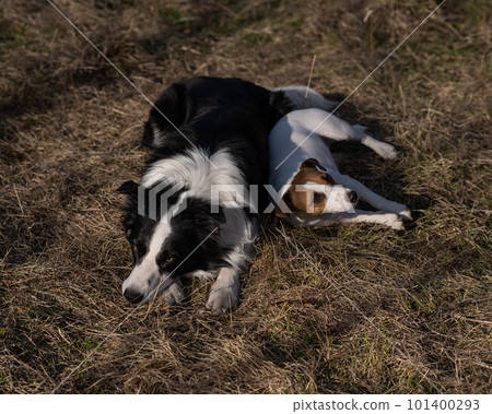 Dog jack russell terrier and border collie lie on yellow autumn grass. Dog jack russell terrier and border collie lie on yellow autumn grass. 101400293
