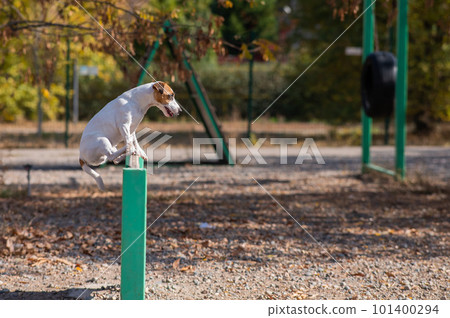 Jack Russell Terrier dog jumping over a wooden barrier in a dog playground.  101400294