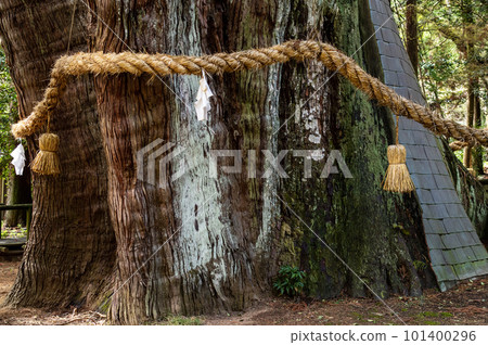 Shimenawa, a sacred tree, a large cedar tree, a special natural monument, Kochi Prefecture Shimenawa, a sacred tree, a large cedar tree, a special natural monument, Kochi Prefecture 101400296