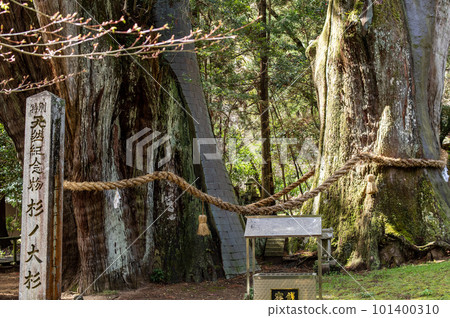 Power spot Sugi-no-Osugi 特別天然紀念物 高知縣 Power spot Sugi-no-Osugi 特別天然紀念物 高知縣 101400310