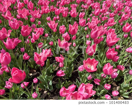 Kiso Mikawa Park Tulip Festival Kiso Mikawa Park Tulip Festival 101400483