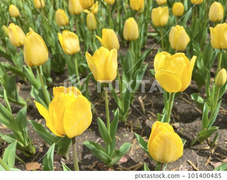 Kiso Mikawa Park Tulip Festival Kiso Mikawa Park Tulip Festival 101400485