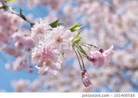 Yaebeni weeping in full bloom Close-up [Flower background] 101400588