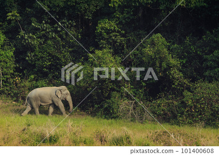 wild elephant walking on animal trail at khaoyai national park thailand wild elephant walking on animal trail at khaoyai national park thailand 101400608