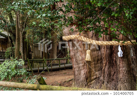 A giant cedar tree in the grounds of Yasaka Shrine, a special natural monument, Kochi Prefecture 101400705