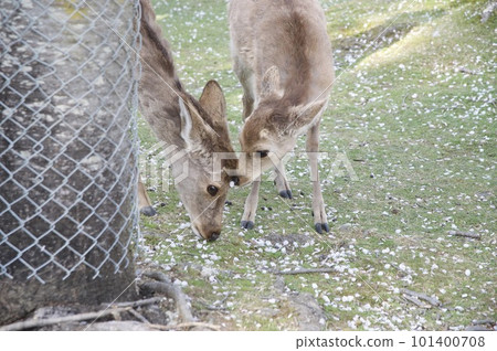 與父母和孩子一起野餐 101400708