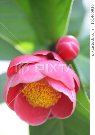 山茶花海登花和芽 山茶花海登花和芽 101400930