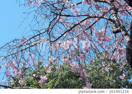 Yaebeni weeping in full bloom [blue sky background] 101401216