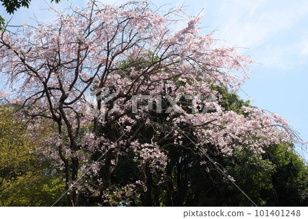 Yaebeni weeping in full bloom [blue sky background] 101401248