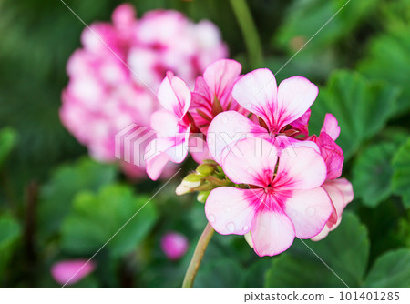 Close up beautiful pink flowers Close up beautiful pink flowers 101401285