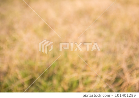 Out of focus tropical dry grass field. Out of focus tropical dry grass field. 101401289