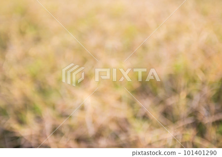 Out of focus tropical dry grass field. Out of focus tropical dry grass field. 101401290