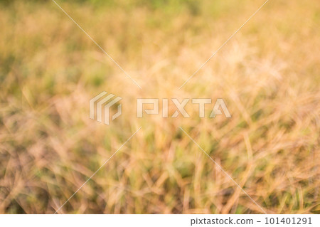 Out of focus tropical dry grass field. Out of focus tropical dry grass field. 101401291