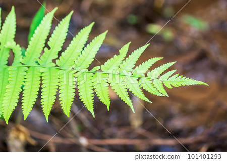 Close up of Fern in the forest 101401293