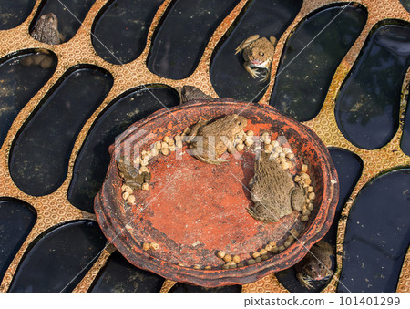 frog eating happily in the pond. 101401299