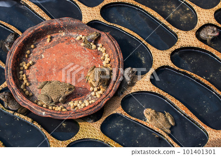 frog eating happily in the pond. 101401301