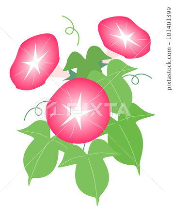 bright red morning glory flower illustration bright red morning glory flower illustration 101401399