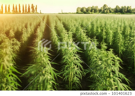 Marijuana bloom Plants nature of farm field with green. Neural network AI generated art 101401623