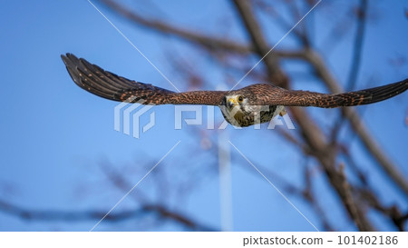 A nurturing female kestrel swooping down for prey 101402186