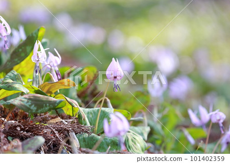Flower that announces the arrival of spring (dogtooth violet flower) 101402359