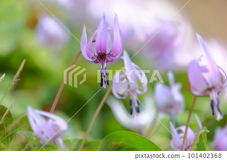 報春花(紫羅蘭花) 報春花(紫羅蘭花) 101402368