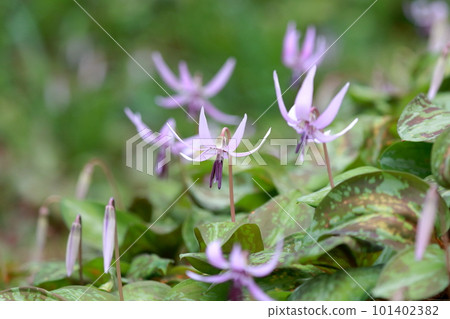 Flower that announces the arrival of spring (dogtooth violet flower) 101402382