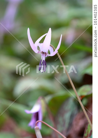 報春花(紫羅蘭花) 報春花(紫羅蘭花) 101402385