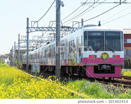 Shin-Keisei Electric Railway running through a field of rape blossoms 101402414