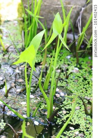 aquatic plant mulberry aquatic plant mulberry 101402415