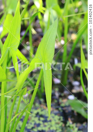 aquatic plant mulberry 101402416