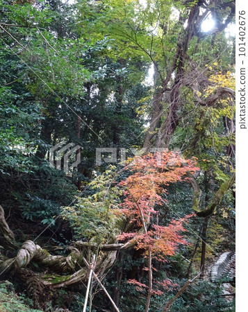 Honen-in Temple over the autumn leaves in Kyoto 101402676