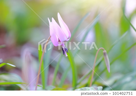 早春在田野盛開的迷人花（卡塔庫里花） 101402751