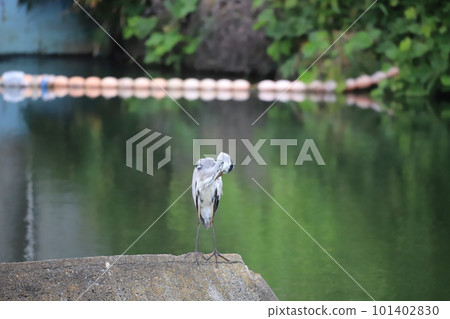 A Grey Heron Preening Its Feathers A Grey Heron Preening Its Feathers 101402830