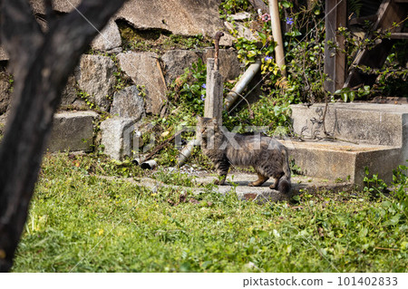 EOSR6.A stray cat in Onomichi, Hiroshima. EOSR6.A stray cat in Onomichi, Hiroshima. 101402833