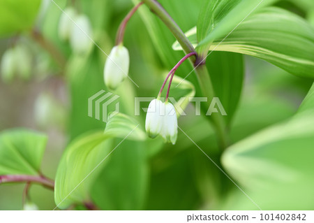 Solomon's-seal (variegated sweetheart) 101402842