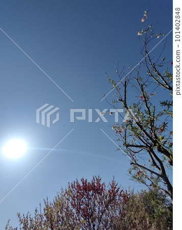 按鈕櫻花和藍天 101402848