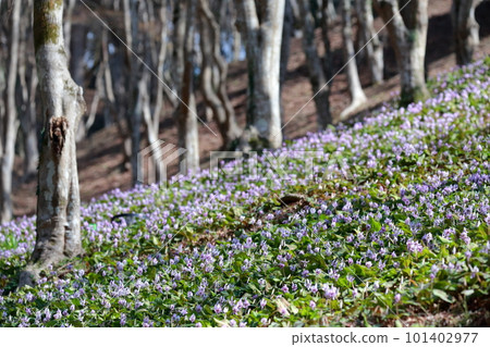 Purple flowers growing in clusters on mountain slopes (Korankei, Toyota City, Aichi Prefecture) 101402977