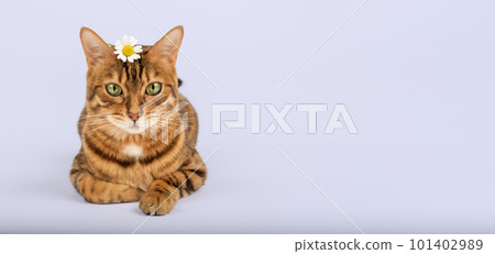 A cat with a camomile on its head on a colored background. 101402989