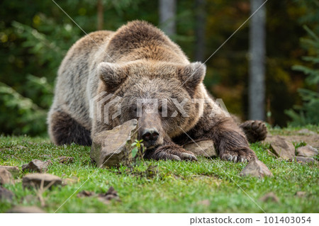 Wild Brown Bear in the summer forest. Animal in natural habitat. Wildlife scene 101403054