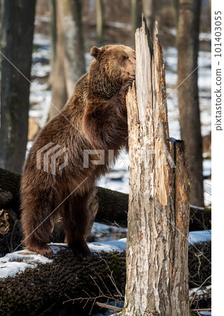 Wild adult Brown Bear (Ursus Arctos) in the spring forest 101403055
