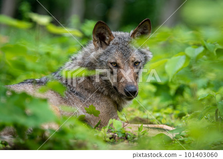Wolf portrait in summer forest. Wildlife scene from nature 101403060