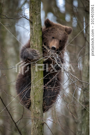 Bear cub clings to the side of the tree 101403061