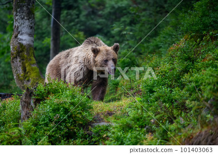 Wild Brown Bear in the summer forest. Animal in natural habitat. Wildlife scene 101403063