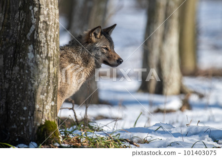 Wolf in the forest up close. Wild animal in the natural habitat Wolf in the forest up close. Wild animal in the natural habitat 101403075