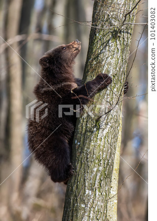 Bear cub clings to the side of the tree 101403082